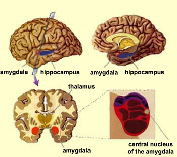 Image of teh Amygdala, Courtesy: http://thebrain.mcgill.ca/